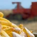 В Молдове и Украине еще не собран весь урожай-2025 кукурузы