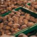 Молдова была основным покупателем украинского картофеля в 2025 году