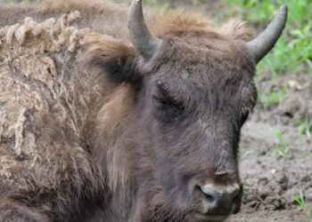 Descoperire macabră: Zeci ce cadavre de bizoni, căprioare şi cerbi au fost găsite la o fermă din Cluj