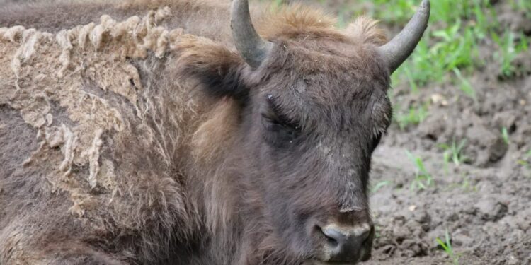 Descoperire macabră: Zeci ce cadavre de bizoni, căprioare şi cerbi au fost găsite la o fermă din Cluj