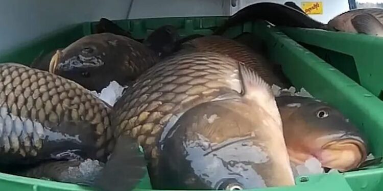 Новые санитарные меры призваны обеспечить контроль и качество рыбных продуктов