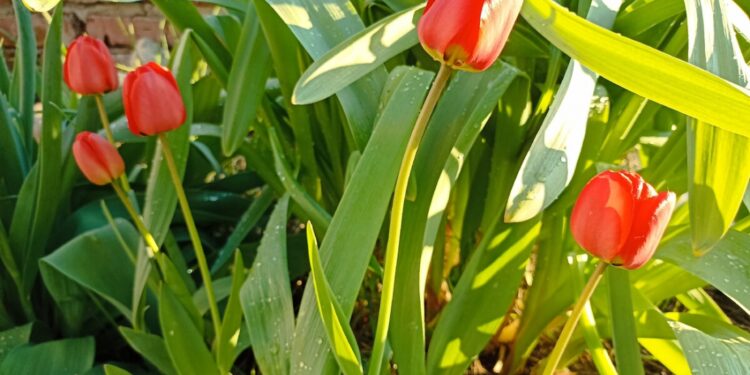 Prognoza meteo pentru 29 martie 2026