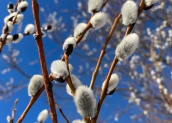 Прогноз погоды на 5 марта: преимущественно ясное небо и потепление до +13°C