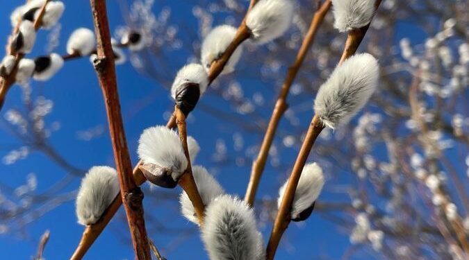 Прогноз погоды на 5 марта: преимущественно ясное небо и потепление до +13°C