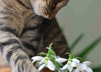 Каким будет этот день: прогноз погоды в Молдове на 6 марта