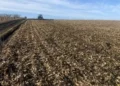 Горький» сахар: в Молдове 100 тысяч тонн свеклы гниют в полях из-за морозов и дождей