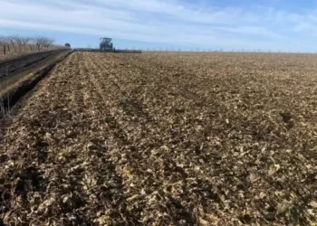 Горький» сахар: в Молдове 100 тысяч тонн свеклы гниют в полях из-за морозов и дождей