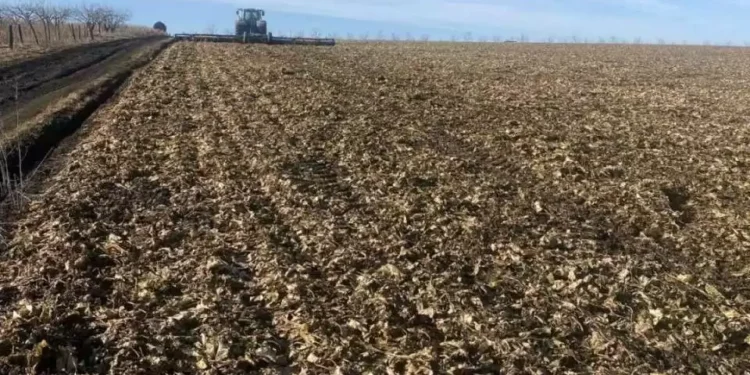 Горький» сахар: в Молдове 100 тысяч тонн свеклы гниют в полях из-за морозов и дождей