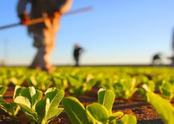 Peste 50 de moldoveni, exploatați în Italia de doi conaționali. Făptașii, trimiși după gratii