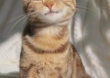 Prognoza meteo pentru 12 martie: Meteorologii anunță până la +17°C și cer senin în toată țara