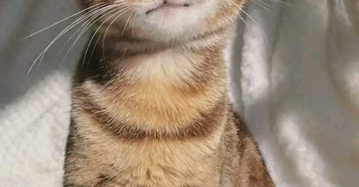 Prognoza meteo pentru 12 martie: Meteorologii anunță până la +17°C și cer senin în toată țara