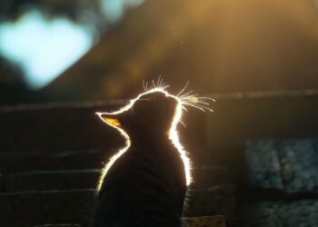 Весеннее тепло в Молдове: до +18°C в течение дня