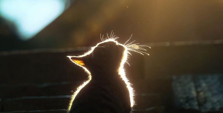 Весеннее тепло в Молдове: до +18°C в течение дня