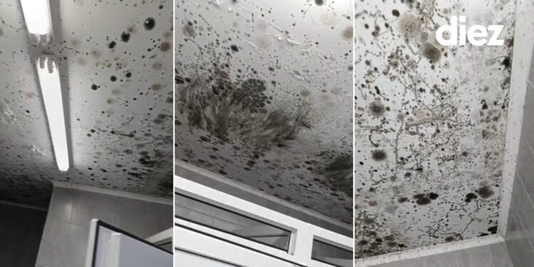 В Кишинёве студенты одного из общежитий жалуются на плесень после недавнего ремонта