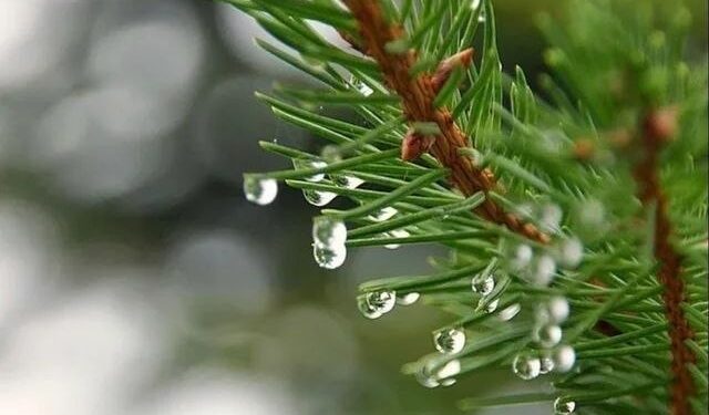 Прогноз погоды на 31 марта: ожидаются дожди и максимумы до +17 градусов