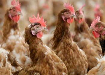 В Италии выявлен первый в Европе случай заражения человека птичьим гриппом