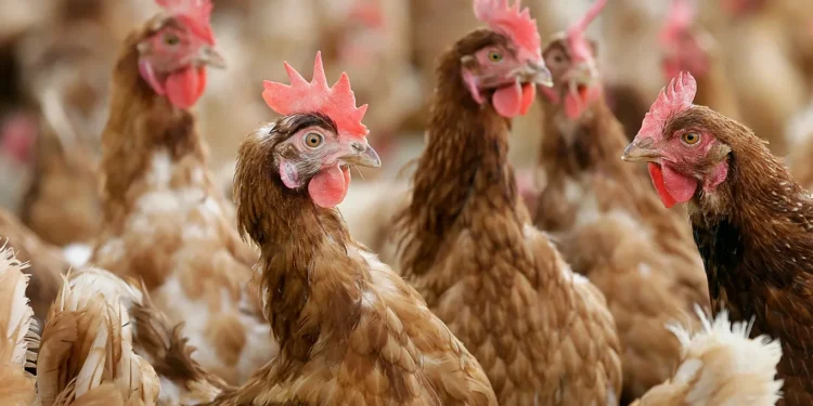 В Италии выявлен первый в Европе случай заражения человека птичьим гриппом