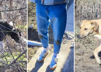 Locuitorii din Bălți se plâng că sunt atacați de câini vagabonzi: Un tânăr, mușcat de o haită