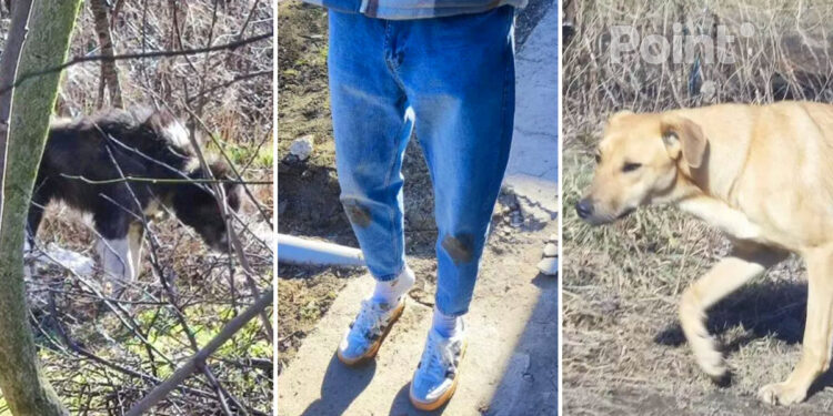 Locuitorii din Bălți se plâng că sunt atacați de câini vagabonzi: Un tânăr, mușcat de o haită