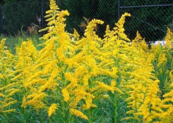 Правительство усиливает борьбу с амброзией: компании обязаны уничтожать сорняк, предусмотрены штрафы