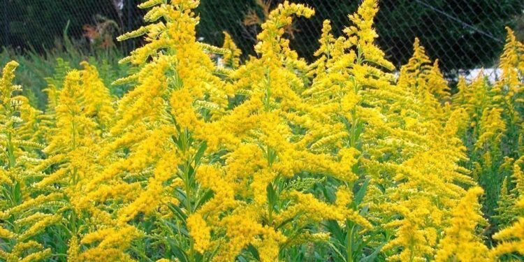 Правительство усиливает борьбу с амброзией: компании обязаны уничтожать сорняк, предусмотрены штрафы