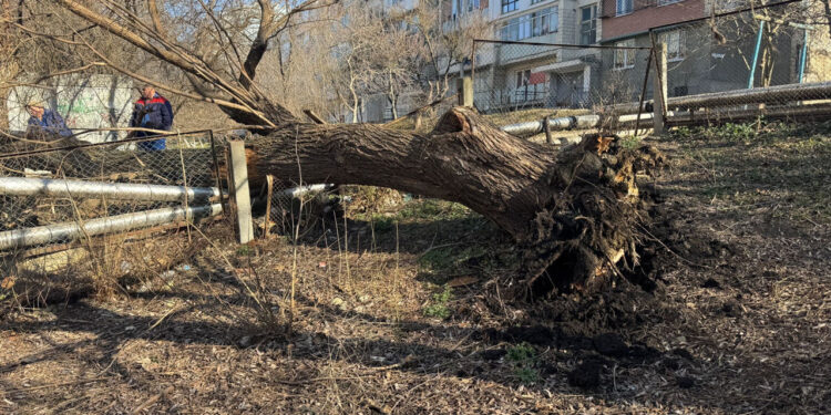 В Кишиневе дерево рухнуло на теплотрассу: лицей и несколько домов остались без тепла