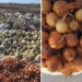 Munca fermierilor, la gunoi: tone de legume aruncate la gura Bîcului.