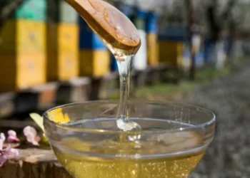 Producția de miere în Republica Moldova s-a prăbușit în 2025, iar apicultorii cer sprijin de la stat