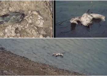 Semnal de alarmă pe Nistru: suspiciuni după apariția unor păsări moarte la Pohrebea