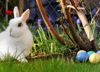 Католическая Пасха в Германии может пройти на фоне дефицита яиц