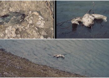  Autoritățile au confirmat cauza morții păsărilor din Pohrebea: gripă aviară