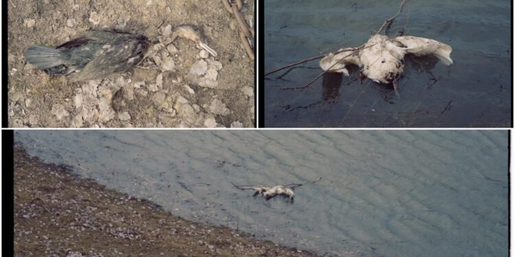  Autoritățile au confirmat cauza morții păsărilor din Pohrebea: gripă aviară