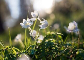 Погода в Молдове сегодня: тепло и без осадков