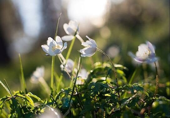 Погода в Молдове сегодня: тепло и без осадков