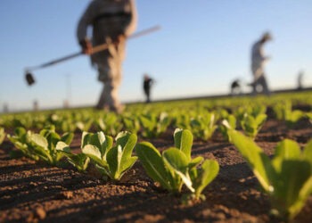 Agricultura Moldovei a pierdut 40% din lucrători, în doar doi ani