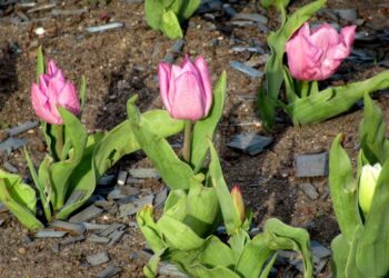 Lalele în gropi. Protest inedit față de drumurile distruse