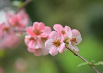 Прогноз погоды на 27 апреля: Прохладная погода без осадков и максимумы до +15°C