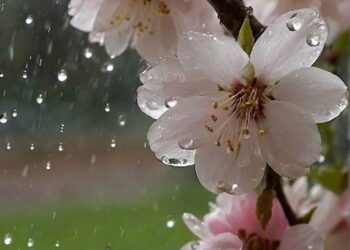 Прогноз погоды на 8 апреля: Облачность и слабые дожди по всей стране