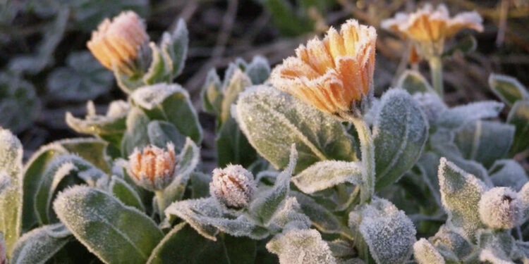 Морозы до минус 3 градусов угрожают садам и овощным культурам Молдовы