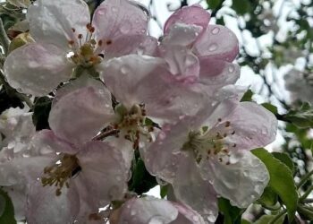 Прогноз погоды на 9 апреля: Преимущественно облачно по всей стране и температура до +11°C