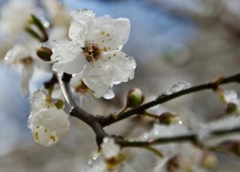 Прогноз погоды на 13 апреля: Заморозки и слабый туман по всей стране