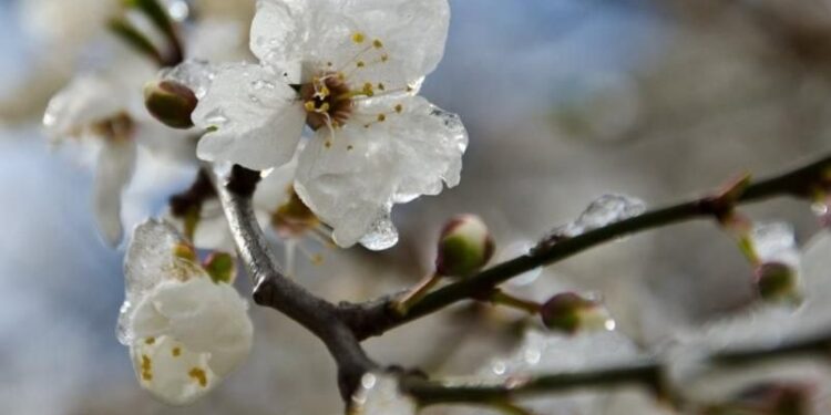 Прогноз погоды на 13 апреля: Заморозки и слабый туман по всей стране