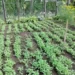 Удар по огородникам – цены на рассаду выросли на 20%