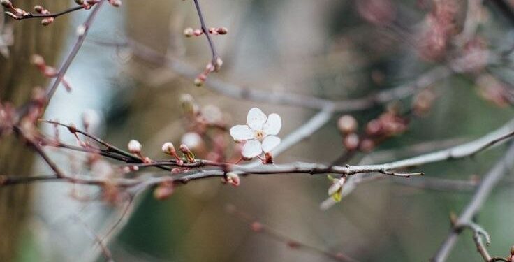 Прогноз погоды на 2 апреля: Преимущественно облачное небо по всей стране и температура до 20°C