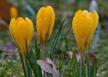 Теплые выходные и слабые дожди: прогноз погоды на ближайшие дни в Молдове