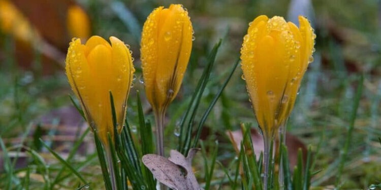 Теплые выходные и слабые дожди: прогноз погоды на ближайшие дни в Молдове