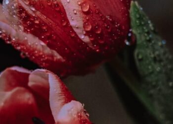 Прогноз погоды на 20 апреля: слабые дожди и температура до плюс 20 градусов Цельсия