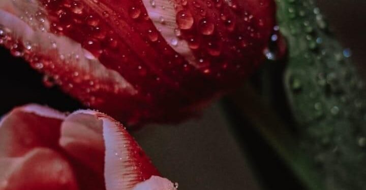 Прогноз погоды на 20 апреля: слабые дожди и температура до плюс 20 градусов Цельсия