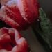 Прогноз погоды на 20 апреля: слабые дожди и температура до плюс 20 градусов Цельсия