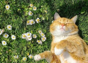 Прогноз погоды на 22 апреля: переменная облачность и температура до +15 градусов Цельсия